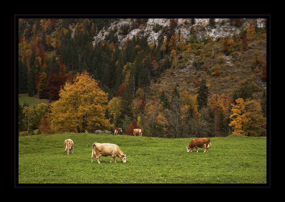 Kühe Kiental #16224