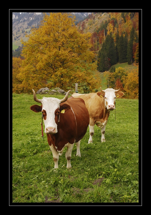 Kühe Kiental #16233