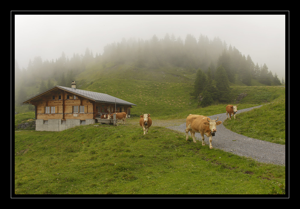 Kühe Elsigenalp #15791