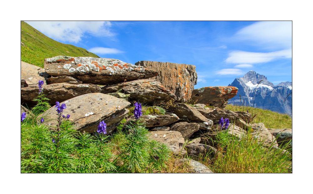 Grindelwald First mit Wetterhorn #5Ds 04193