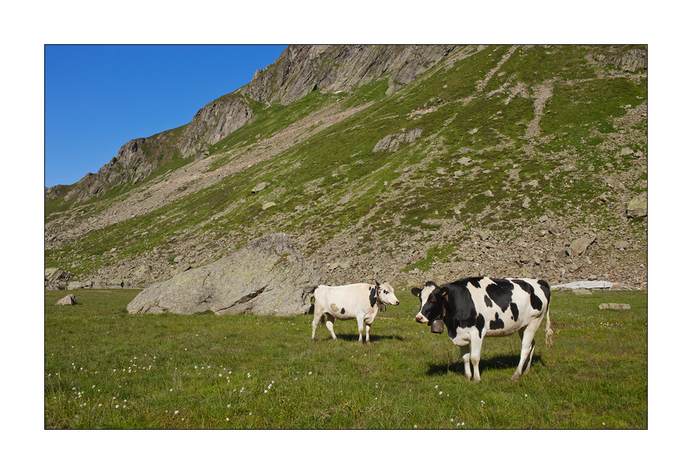 Sewenalp Kühe #22574