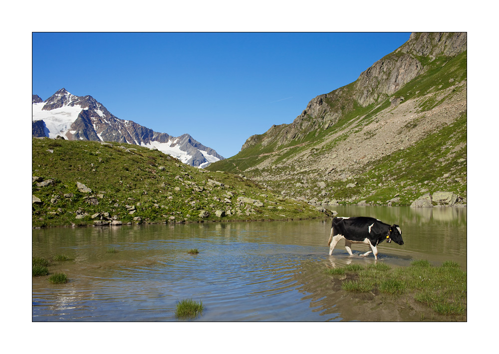 Sewenalp Kuh #22585