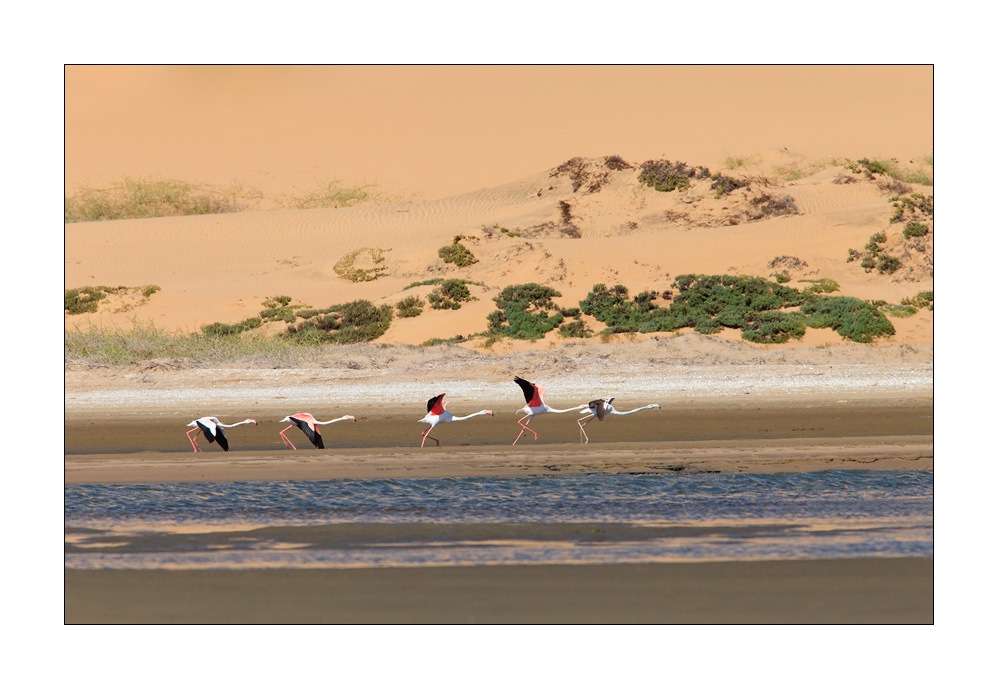 Sandwich Harbour Flamingos #27762