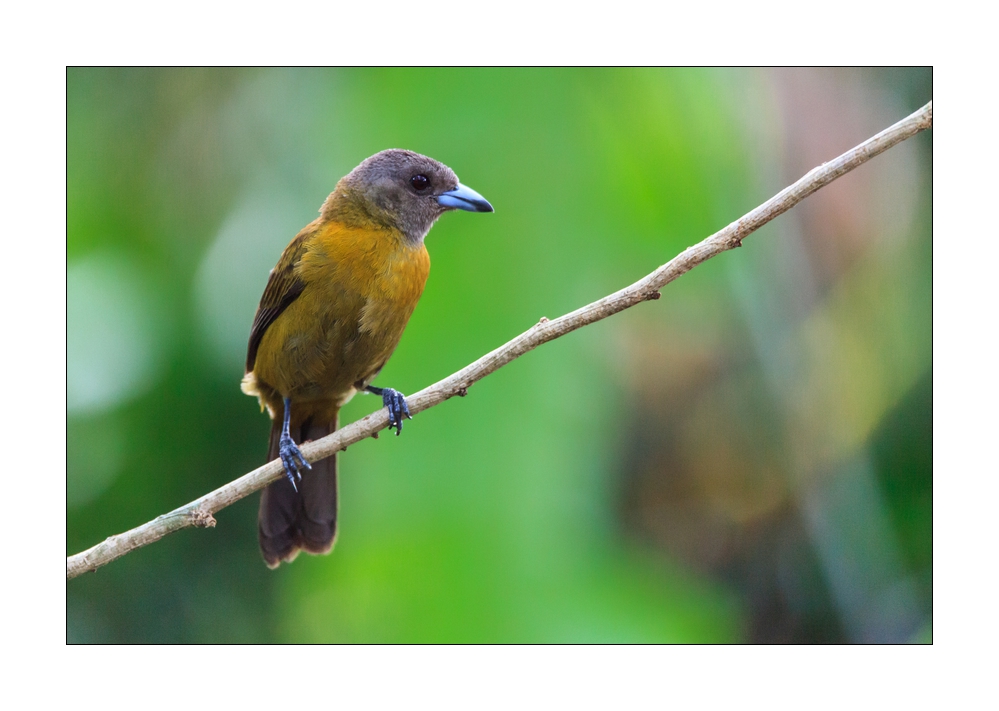 Vogel #36842