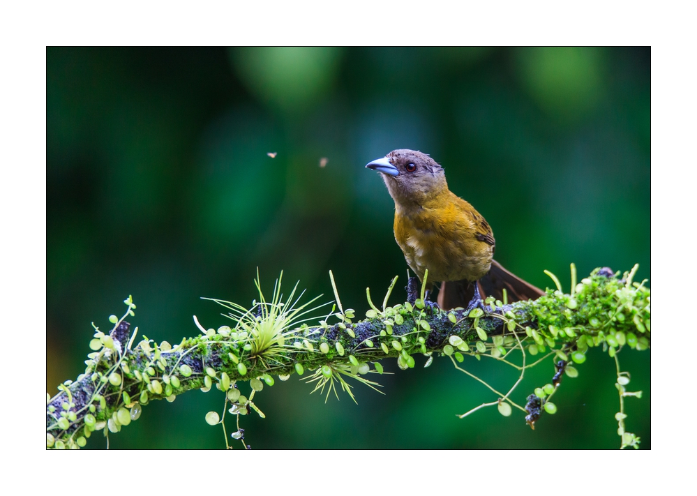 Vogel #36895