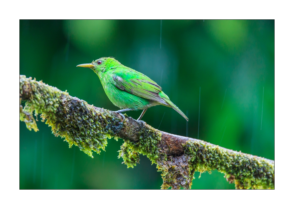 Kappennaschvogel #36872