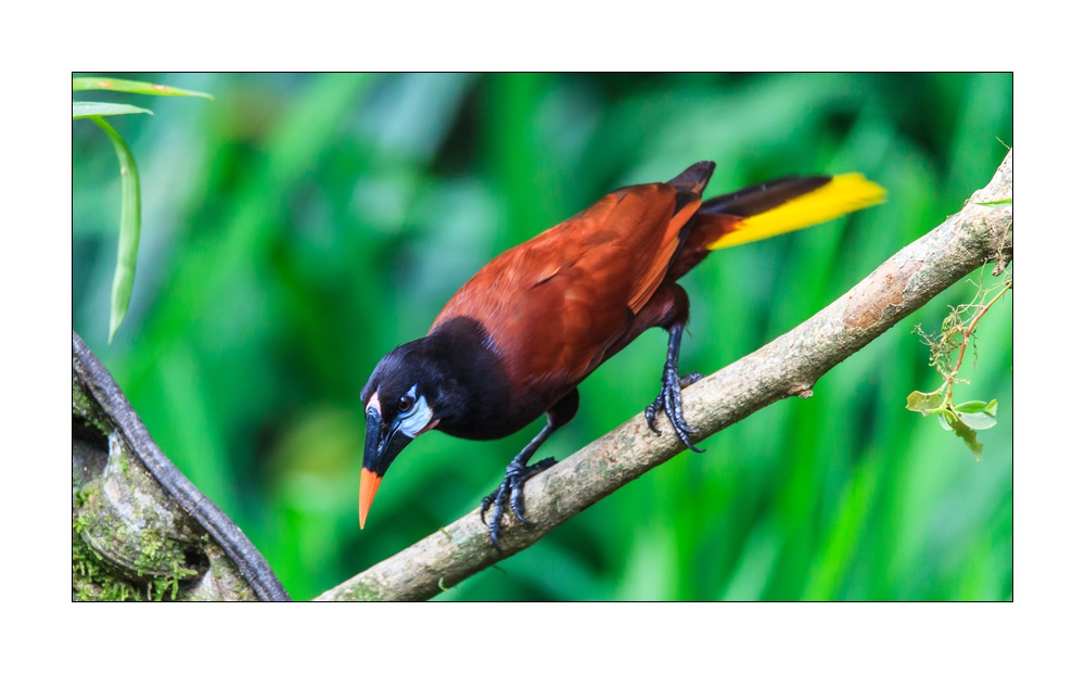 Montezumastirnvogel #36700