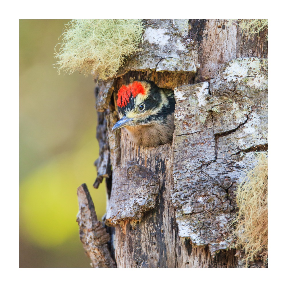 Schläfenfleckspecht #37701