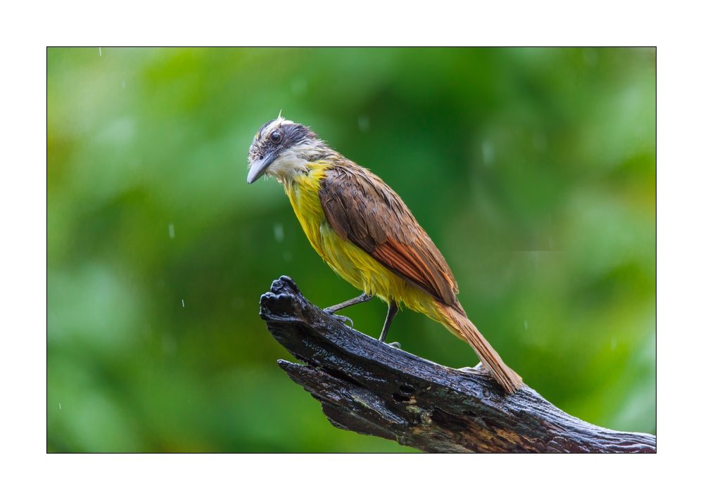 Schwefeltyrann #36884
