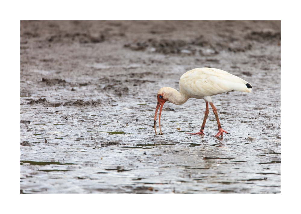 white Ibis #37469