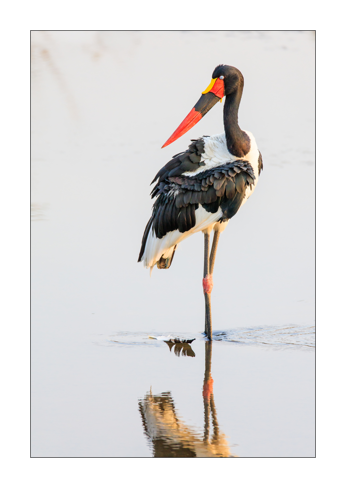 Storch #5ds00506