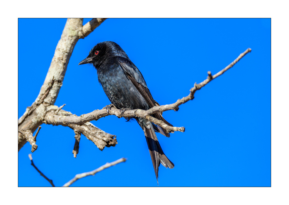 Trauerdrongo #5ds01231