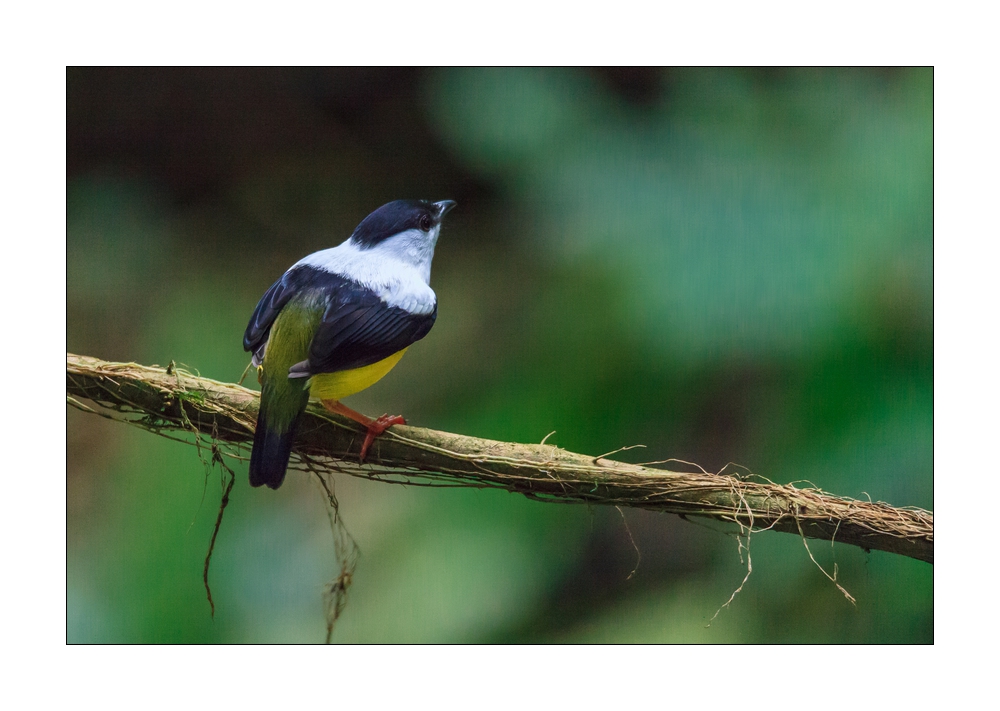 Manakin #37177