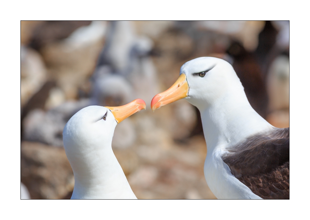 Schwarzbrauenalbatrosse #333144