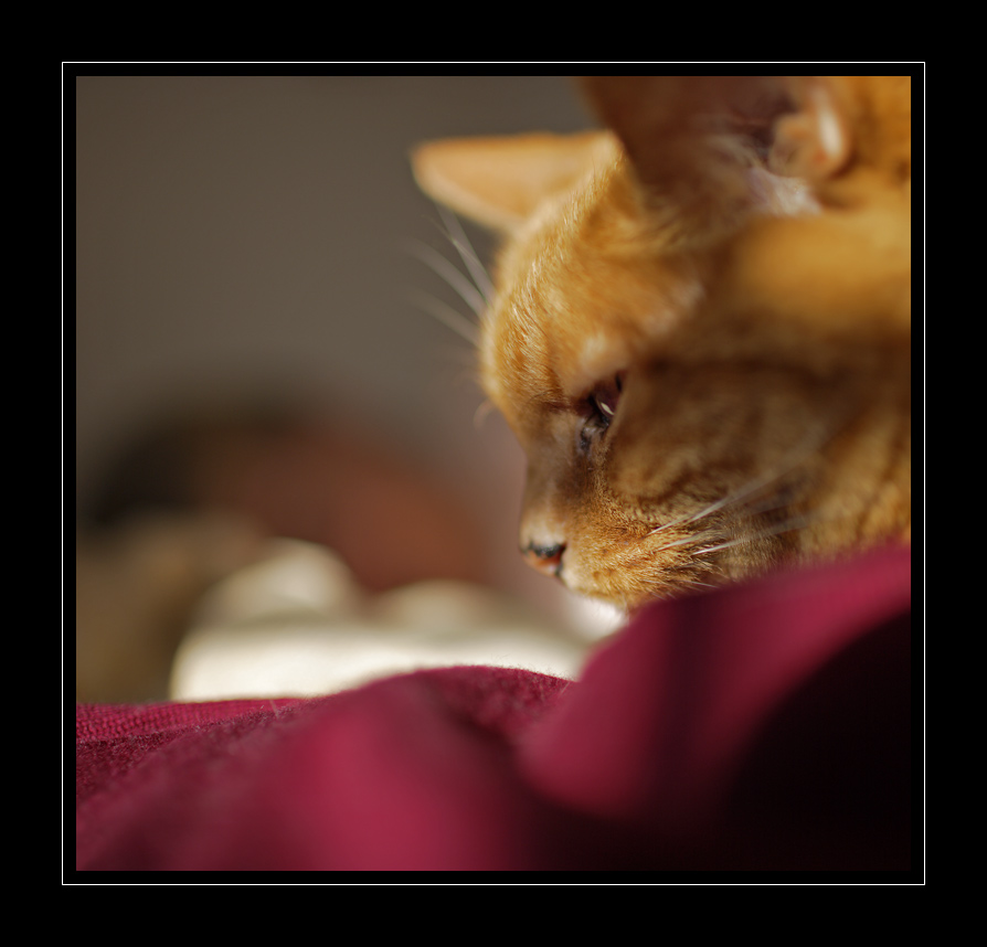 Katze #5363