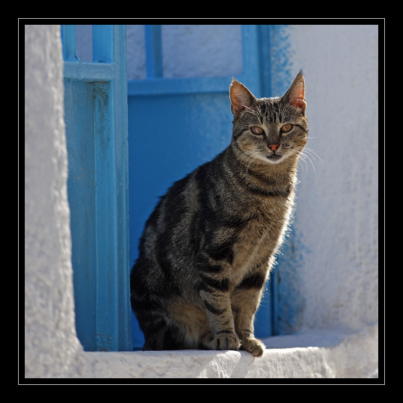 Katze #4207