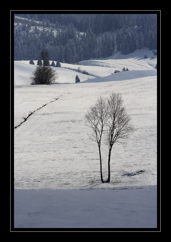 Rothenthurm Baum #5646