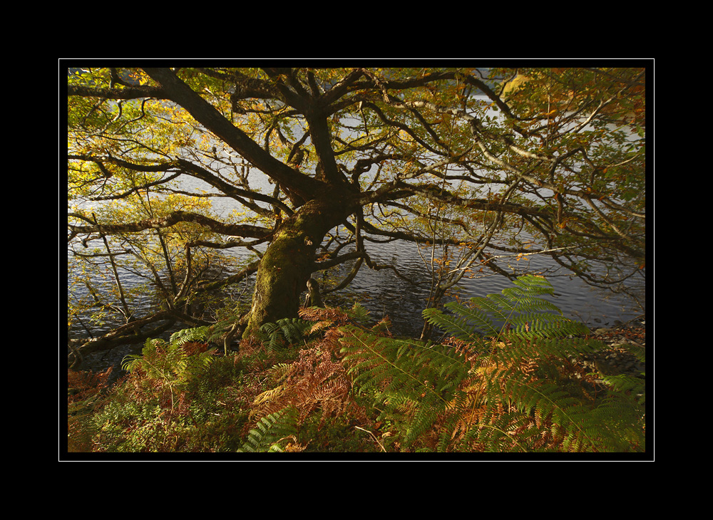 Schottland #10008