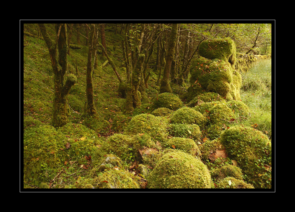 Schottland #10091