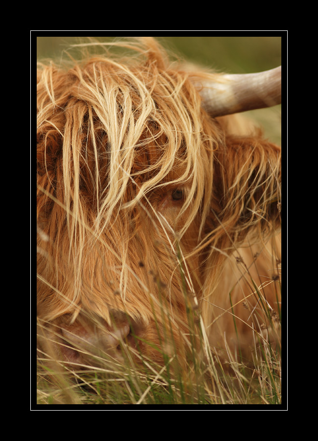 Schottland #10615