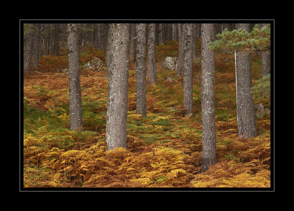 Schottland #10885
