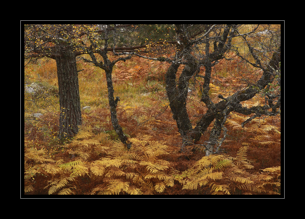 Schottland #10895