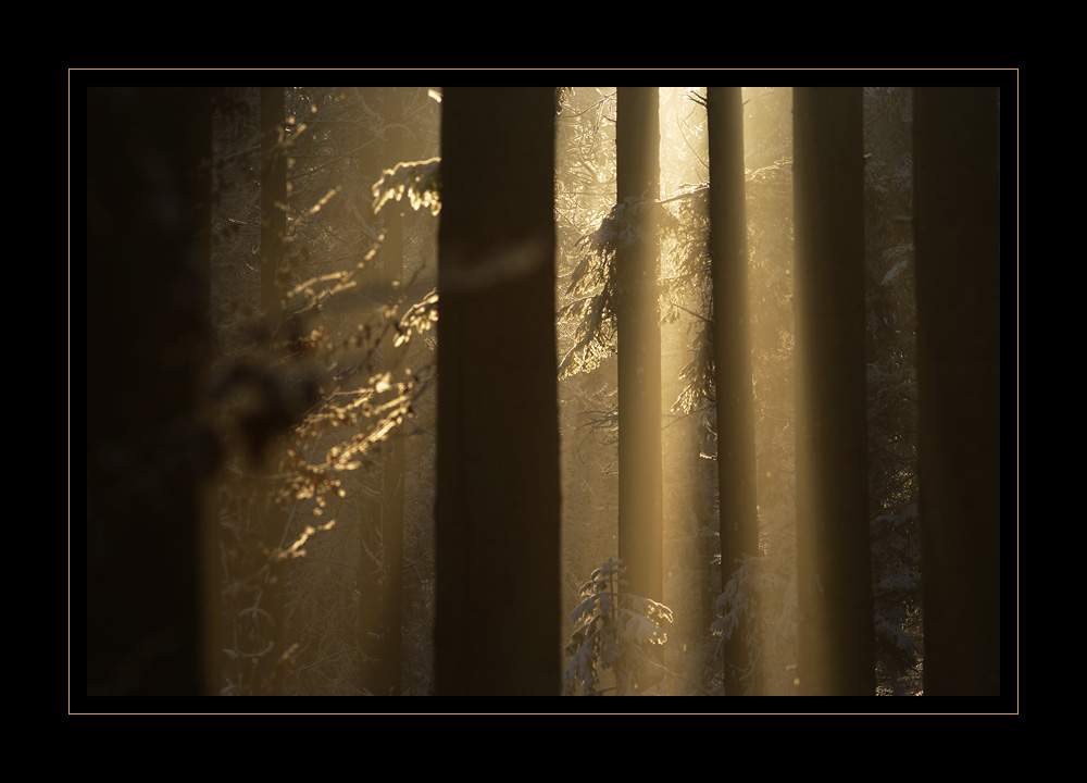 Wiler-Wald #12293