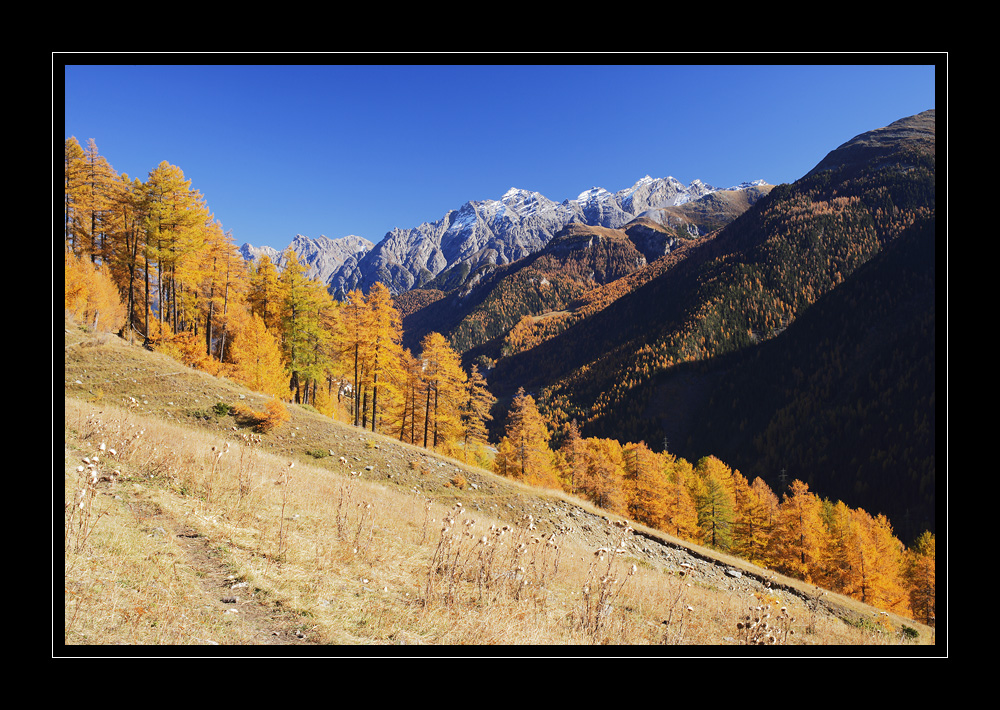 Guarda #16779
