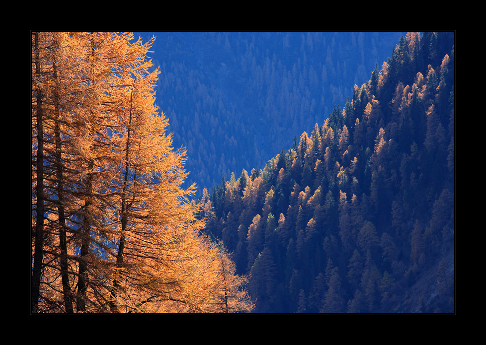 Lavintal #1982