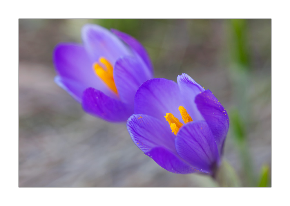 Krokus #21200