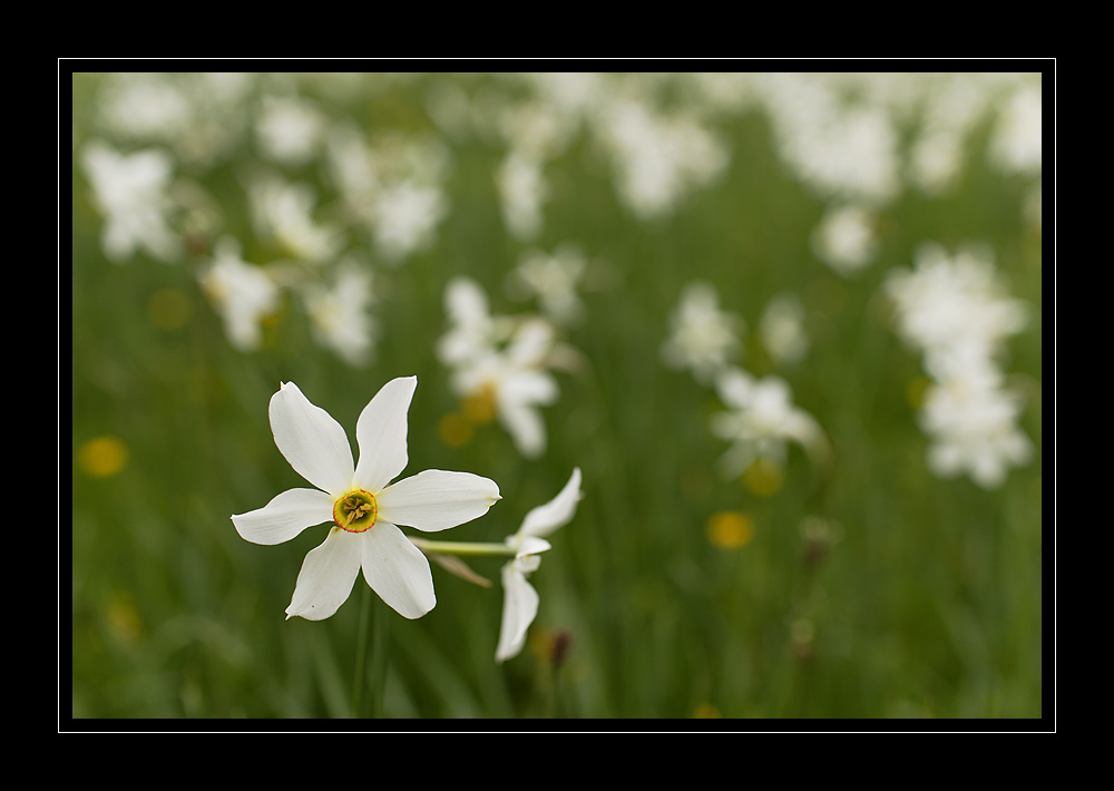 Narzissen #14447
