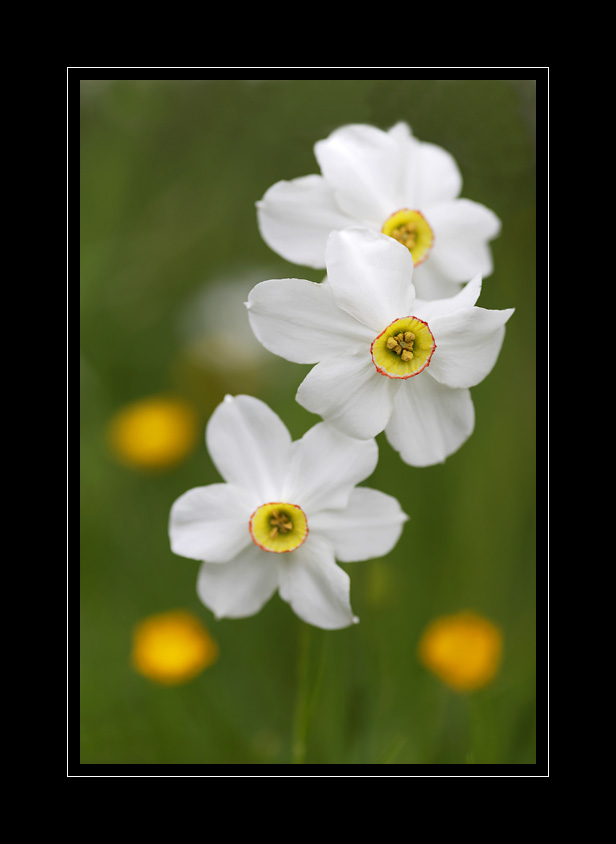 Narzissen #14457