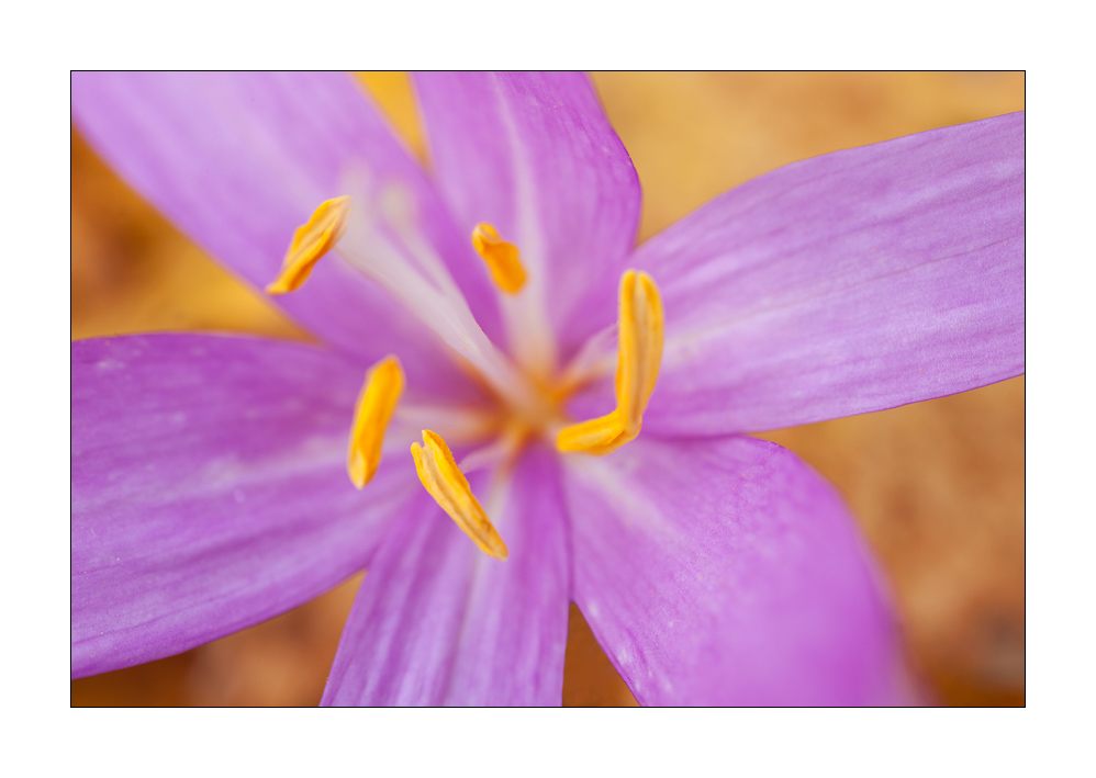 Herbstzeitlose #30225