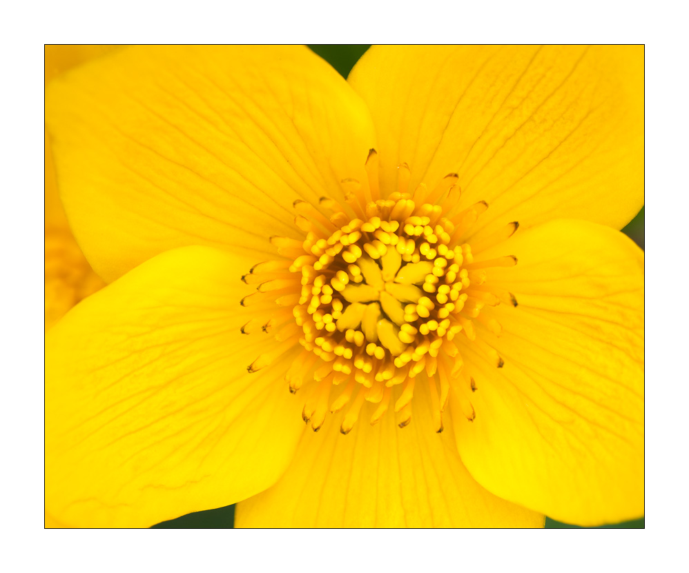 Sumpfdotterblume #29210