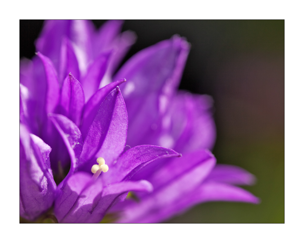 Glockenblume #22484