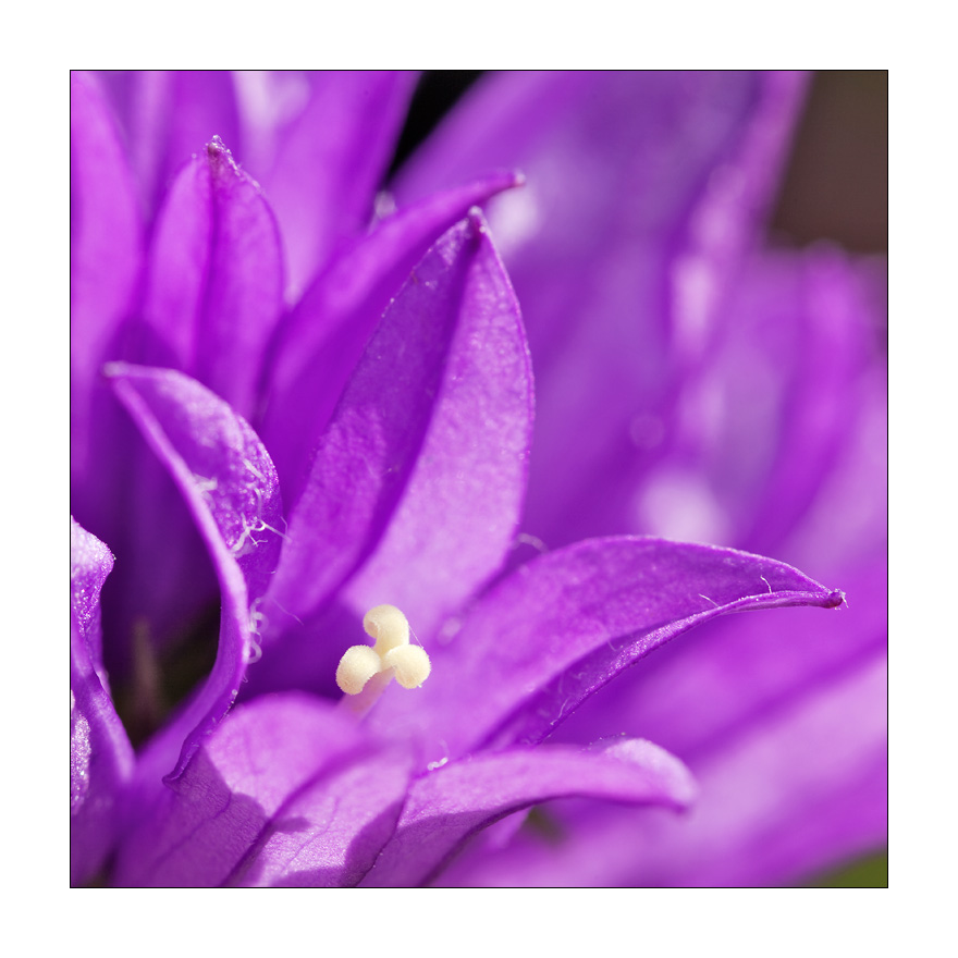 Glockenblume #22487