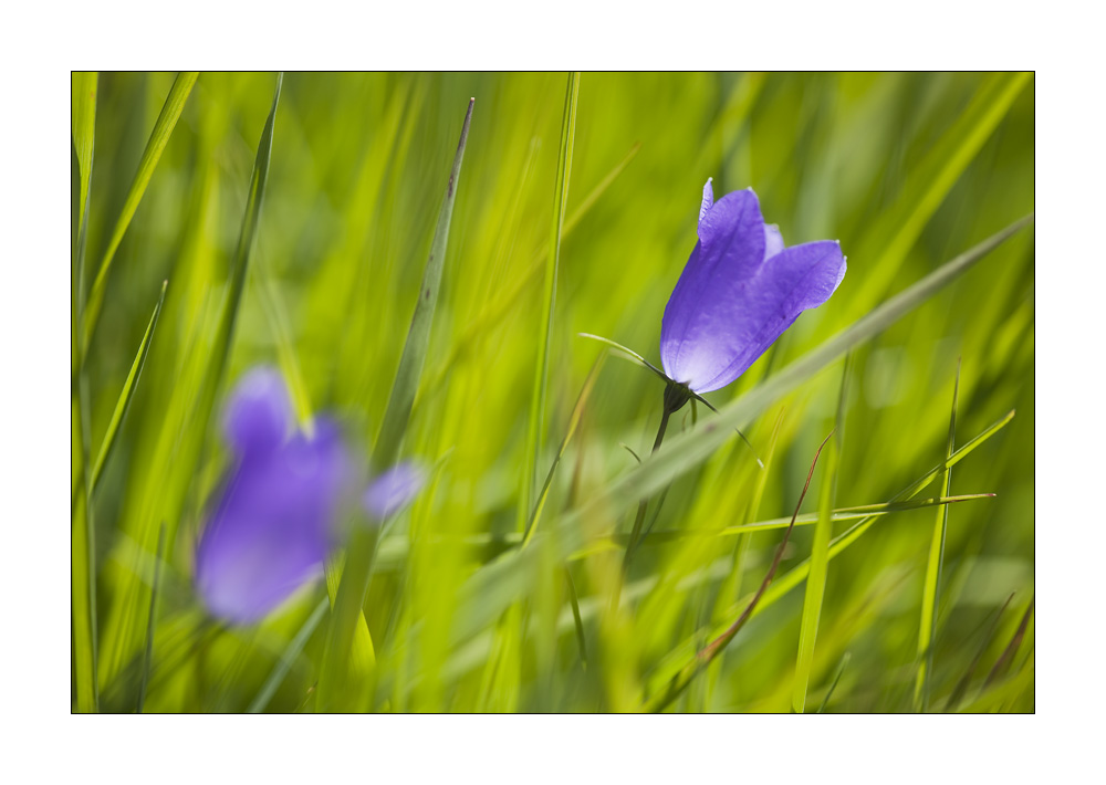 Glockenblume #22977