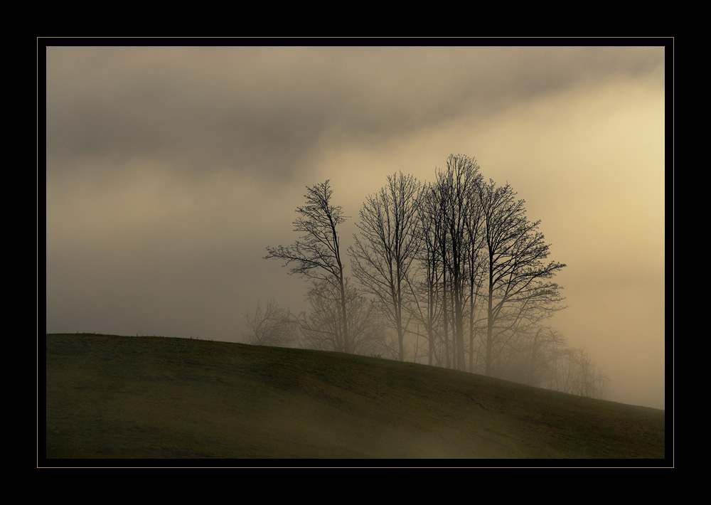 Bäume im Nebel #16835