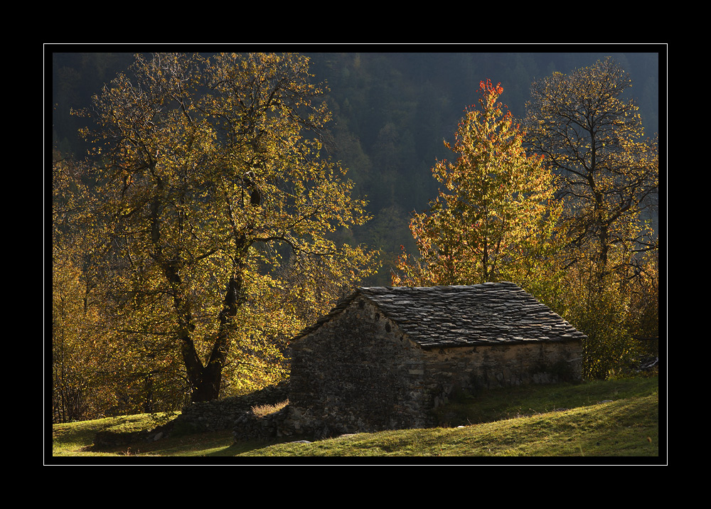 Bergell #11564