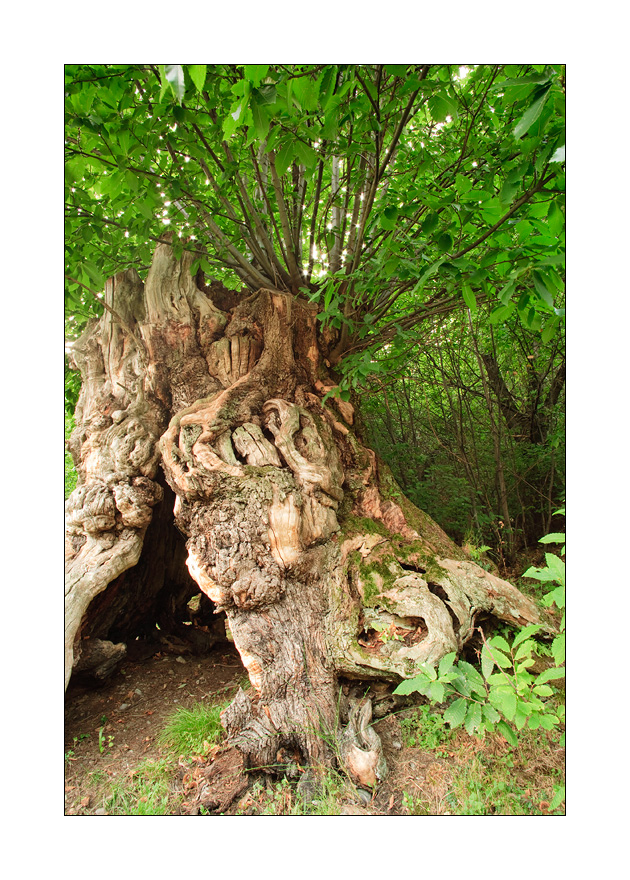 Kastanienbaum #3960