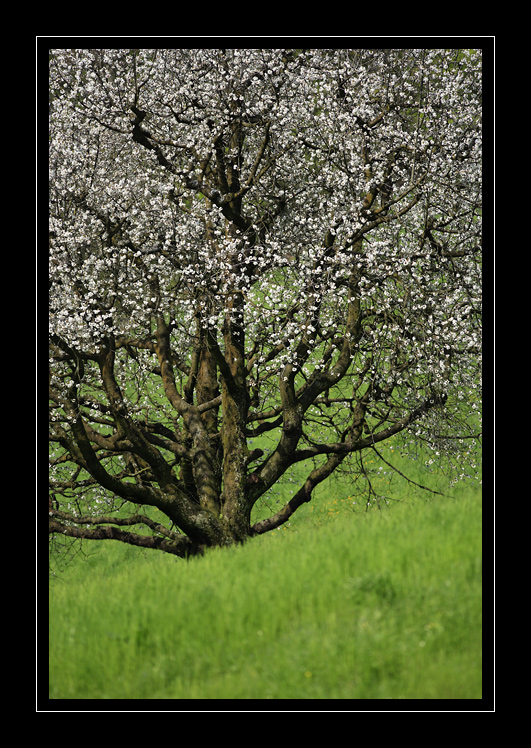 Kirschbaum #3078