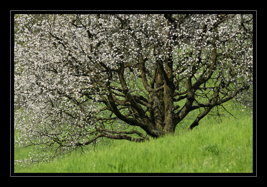 Kirschbaum #3082
