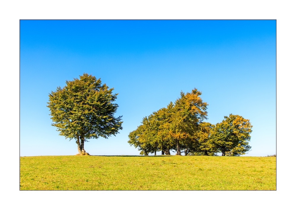 Wiindbuchen im Schauinsland #5ds02792