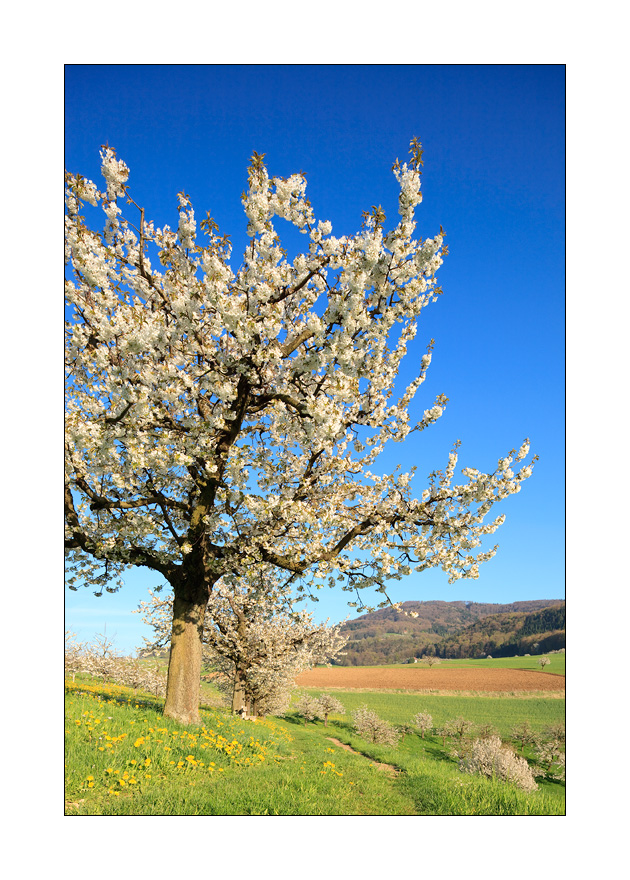 blühende Kirschbäume #31844