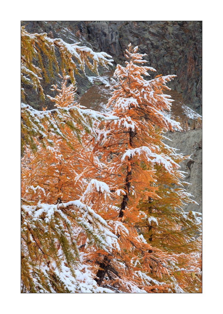 Lärchen mit Schnee #35156