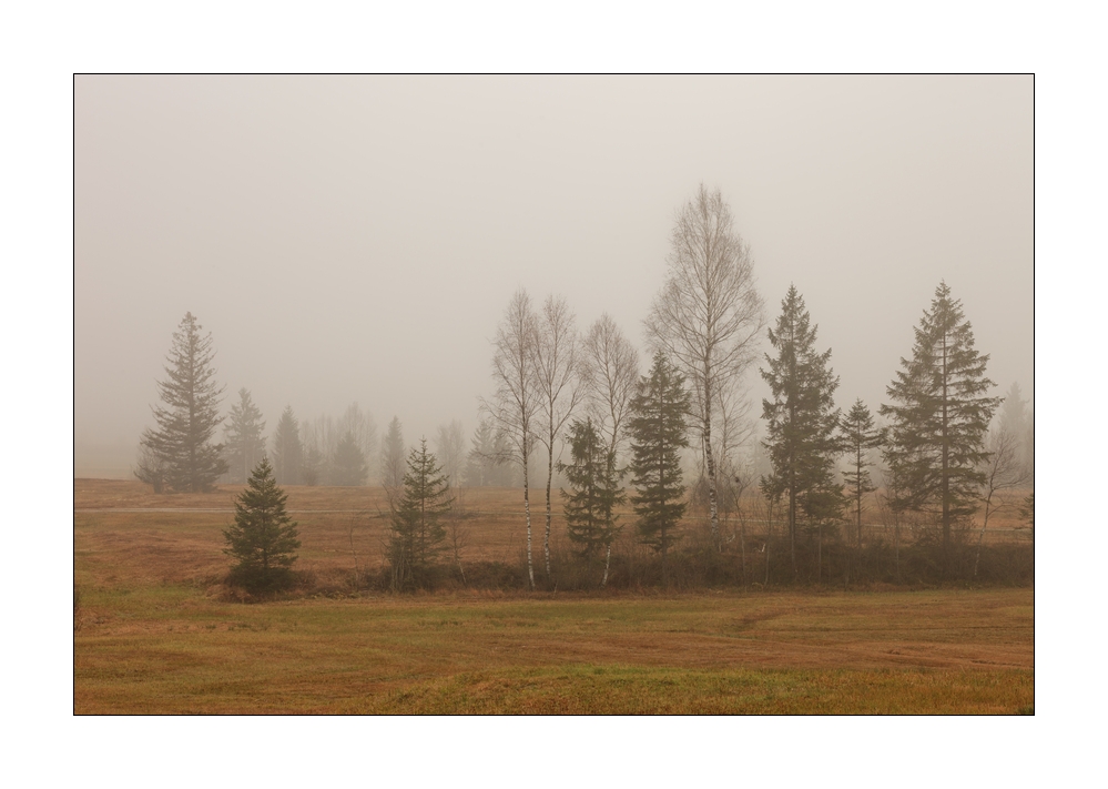 Bäume im Nebel #35782