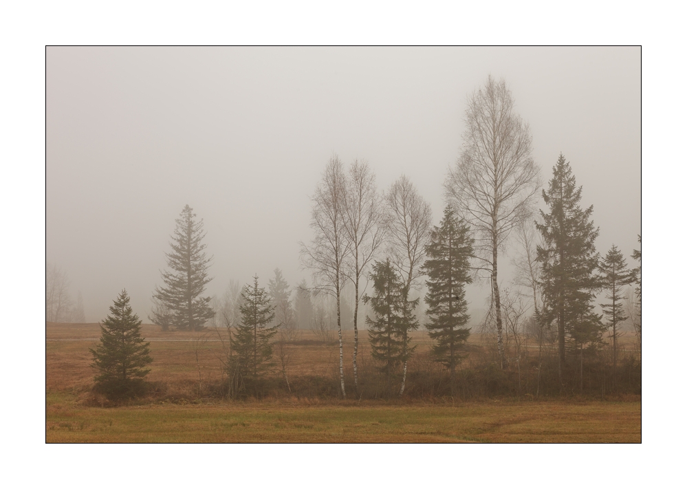 Bäume im Nebel #35783