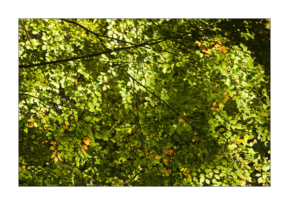 Blätterwald #30134