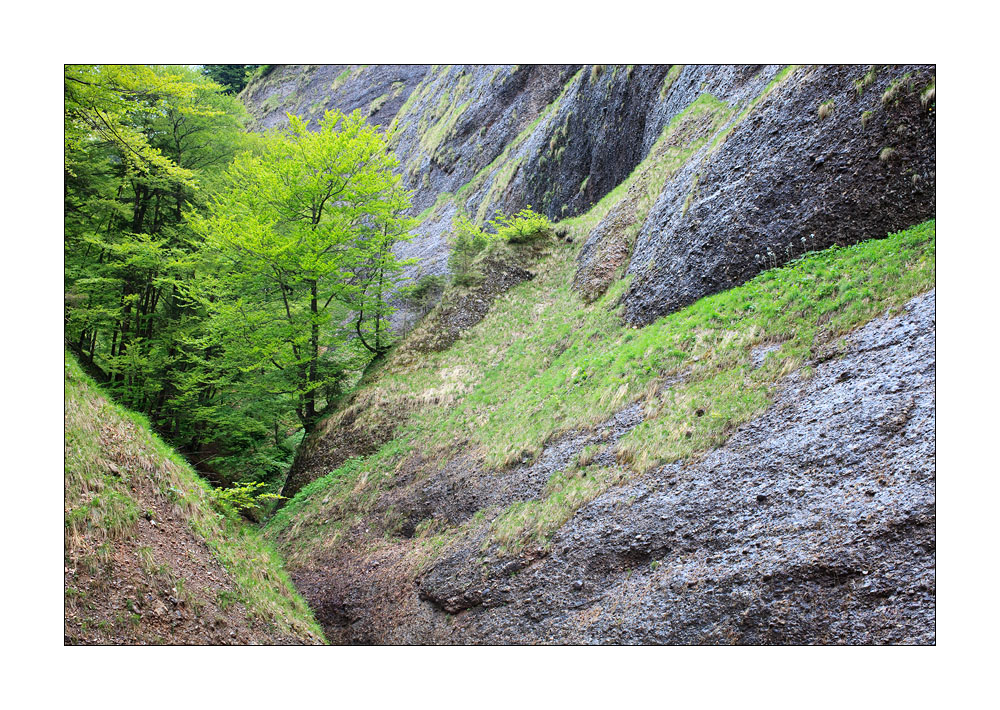 Baum im Fels #32386