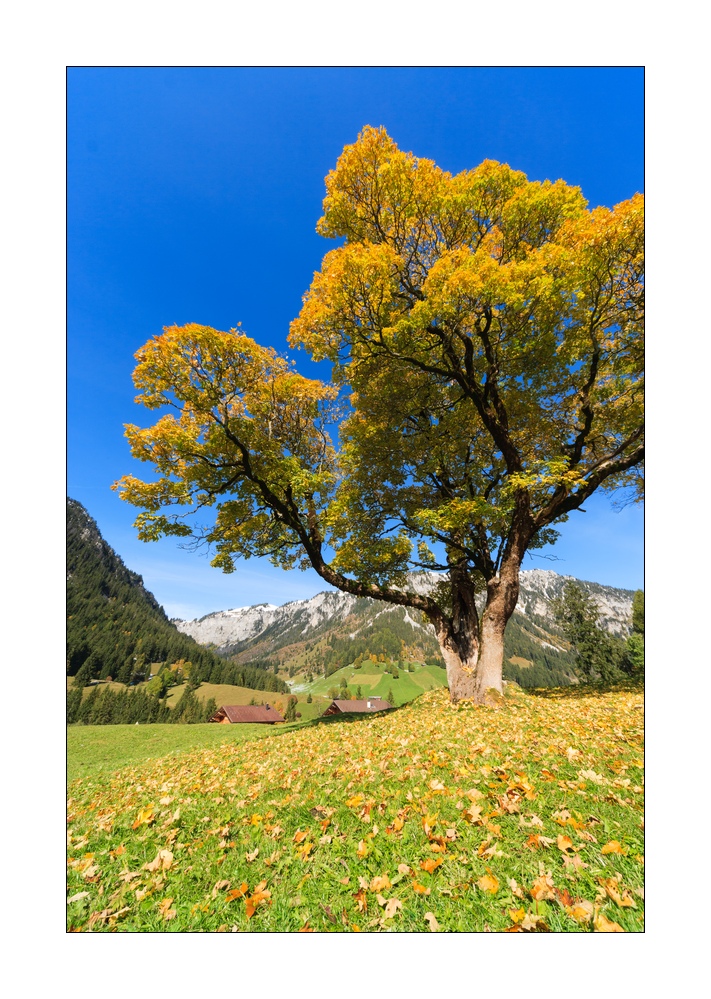 Herbstbaum #16134